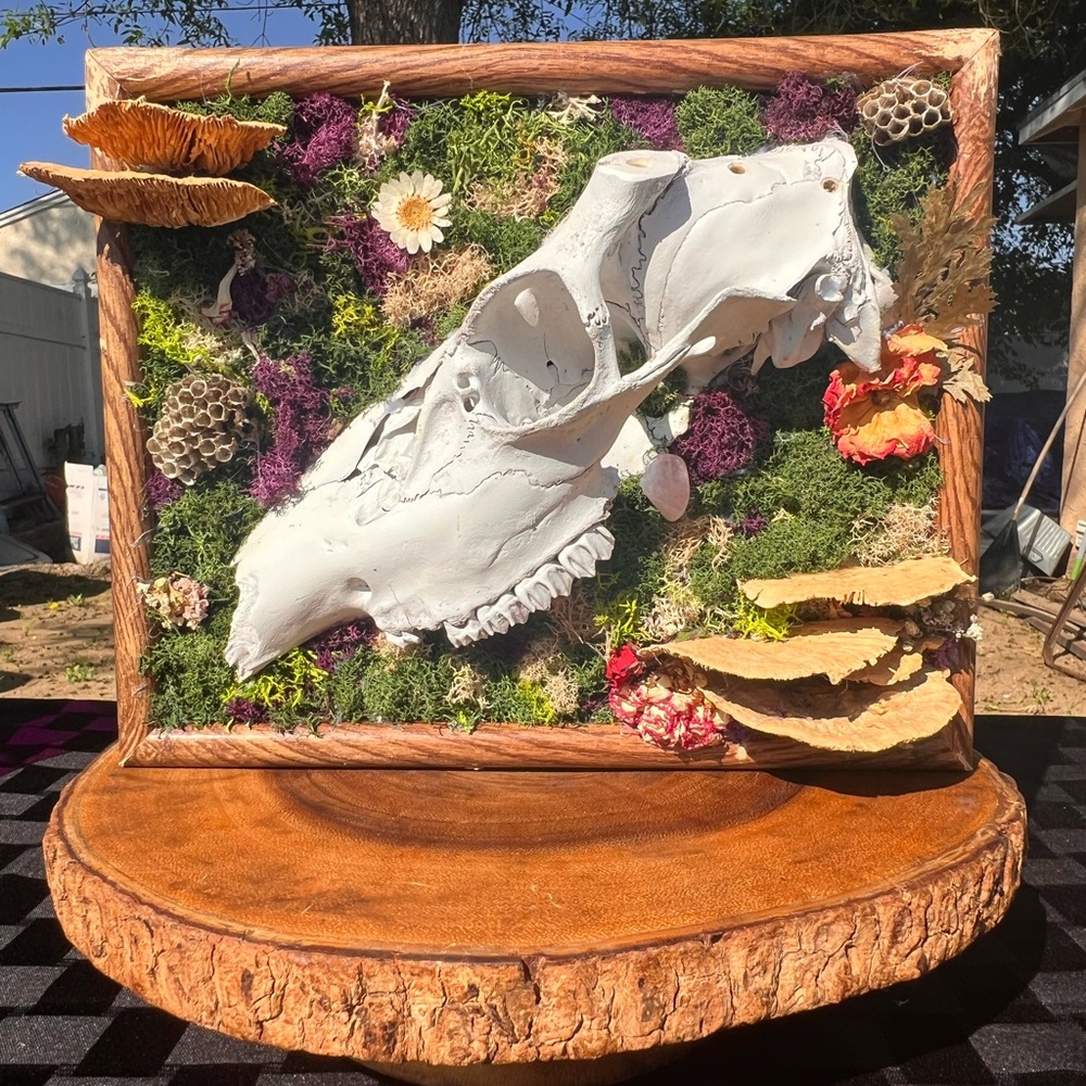 Half skull deer oddity